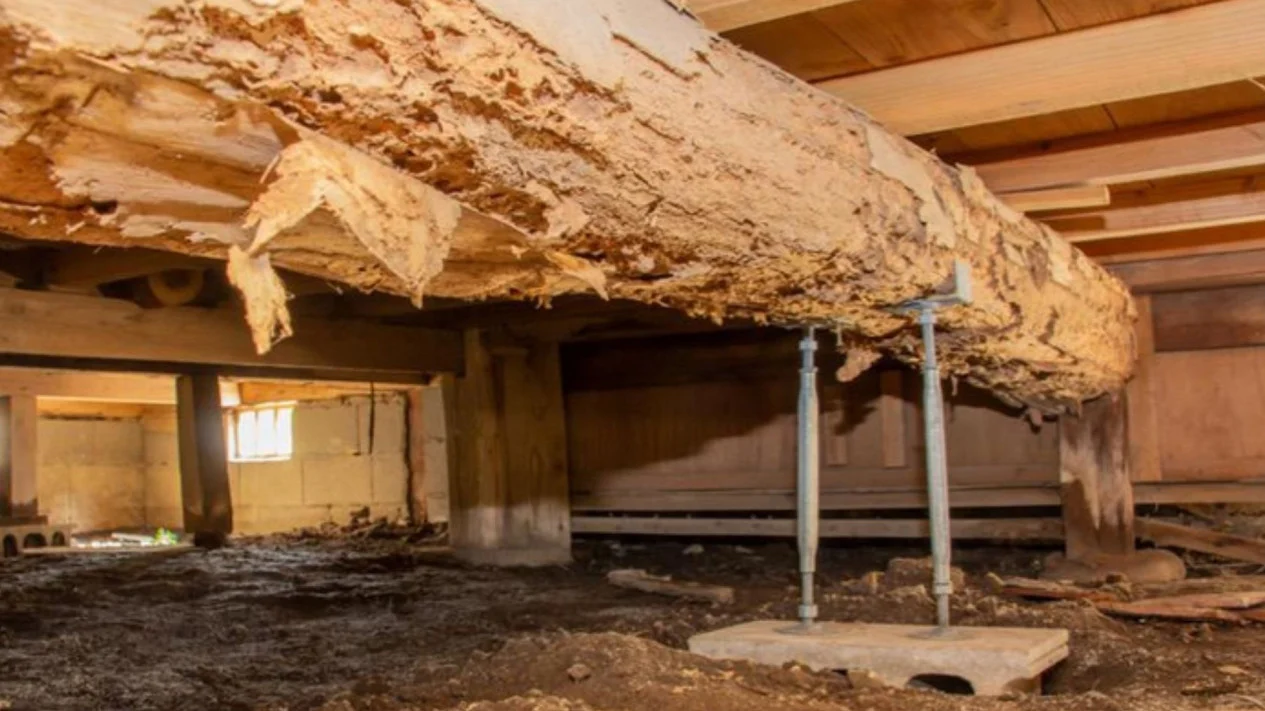 Rumah Bersih Bukan Jaminan Bebas Rayap, Ini Alasannya!